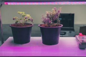 Växtlampor